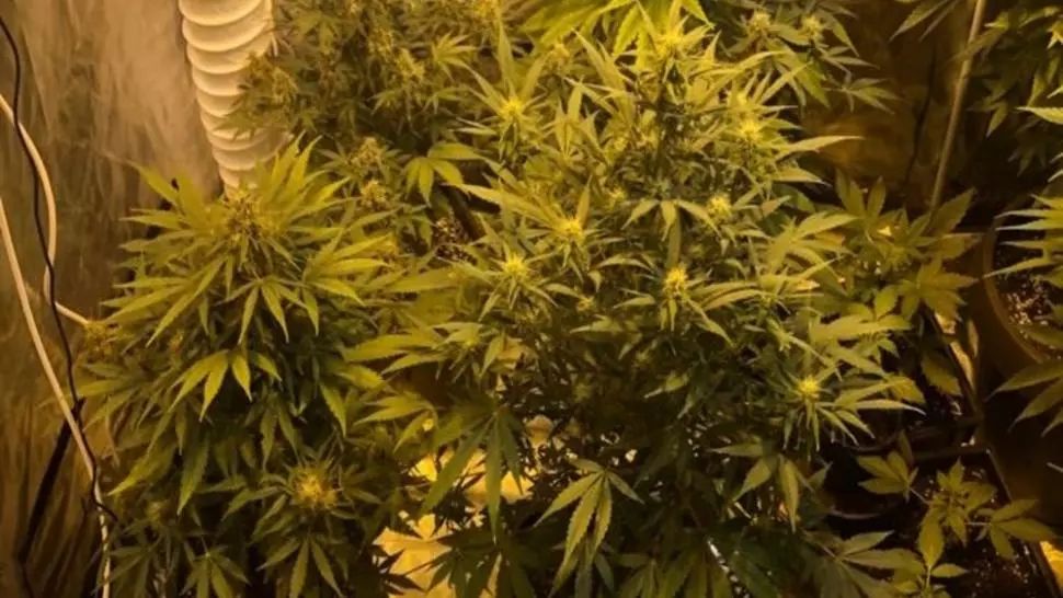 Cultură de cannabis, descoperită lângă Termocentrala Rovinari - Zona era supravegheată video