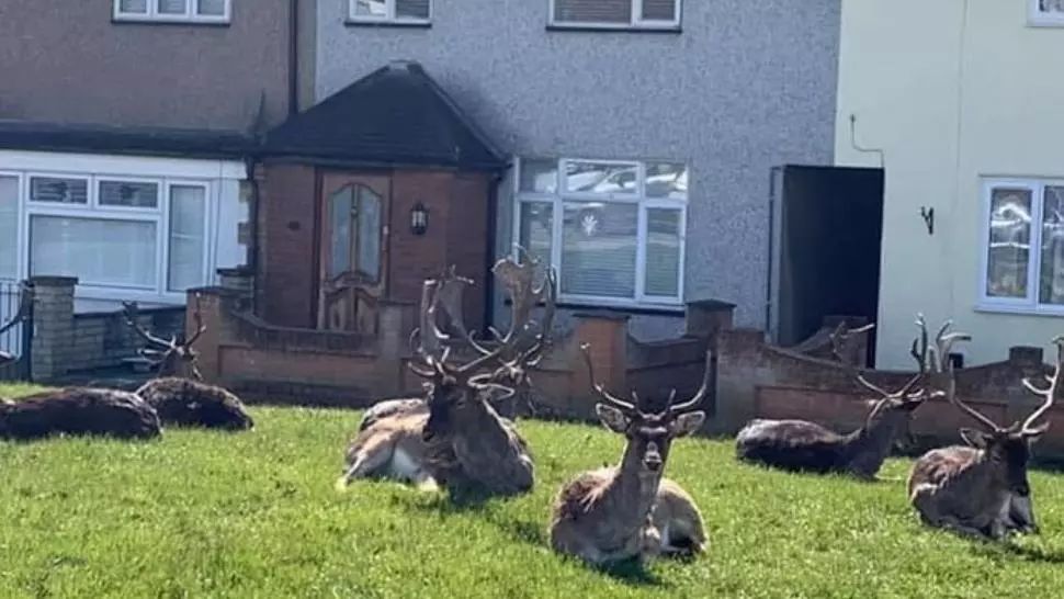 Spectacolul naturii, în vremea pandemiei de coronavirus: zeci de animale umblă libere pe străzi