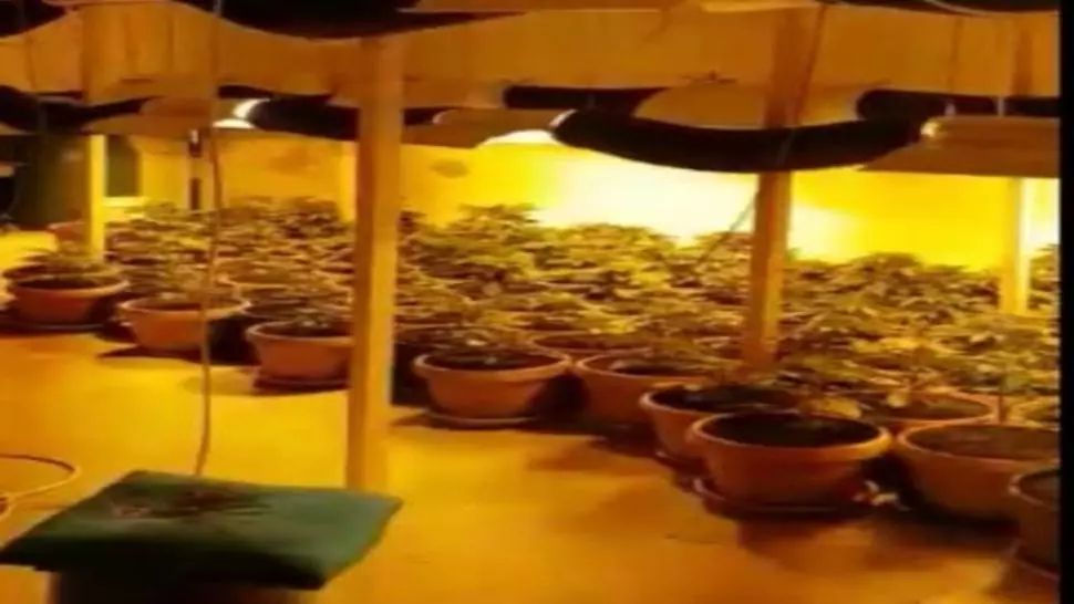 VIDEO O adevărată plantație de cannabis, într-o casă din Constanța. Ce au mai găsit polițiștii
