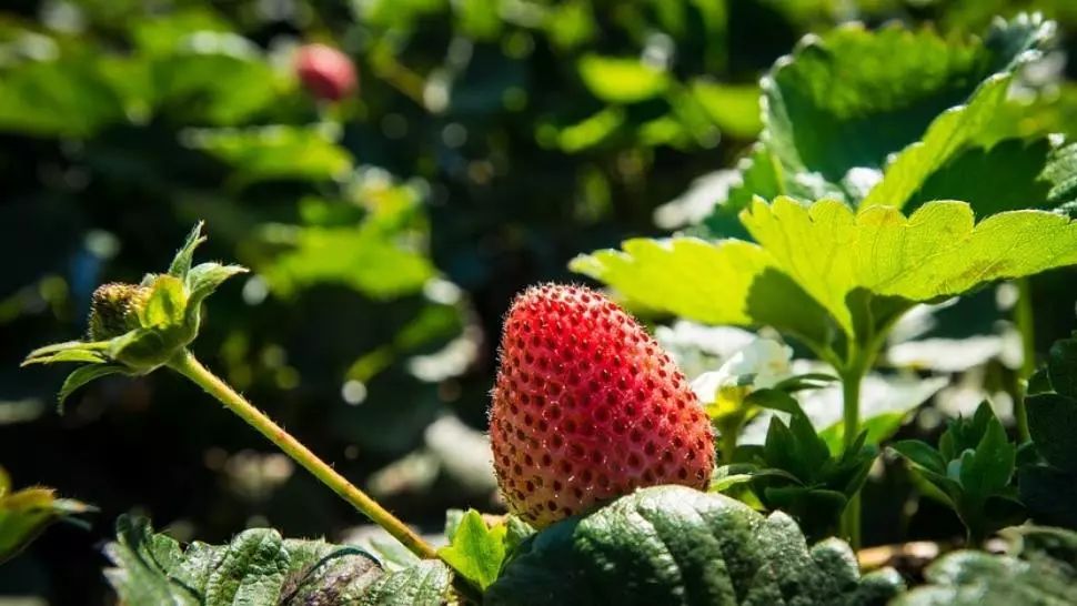 Sute de ,,căpșunari" români, așteptați cu brațele deschise în Anglia