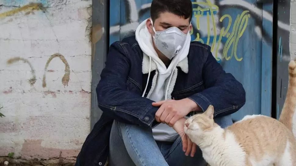 Veste bună: Medicamentele antivirale folosite în tratarea coronavirusului la pisici pot fi eficiente şi în cazul oamenilor