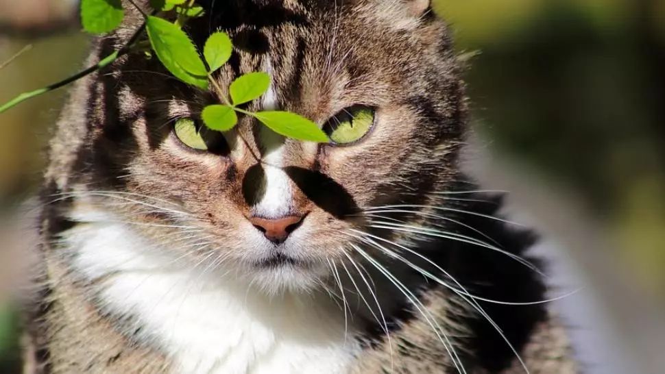 Prima pisică testată pozitiv cu COVID-19 în Spania. Al șaselea caz de infecție la pisici la nivel mondial