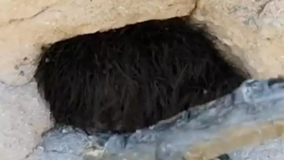 Credea că e un animal. L-a atins, dar s-a dezlănțuit COȘMARUL! Ce era, de fapt, acolo