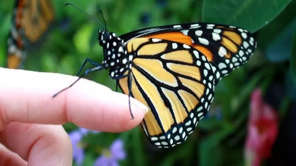 Criza naturii: "Apocalipsa insectelor", mai complicată decât se credea