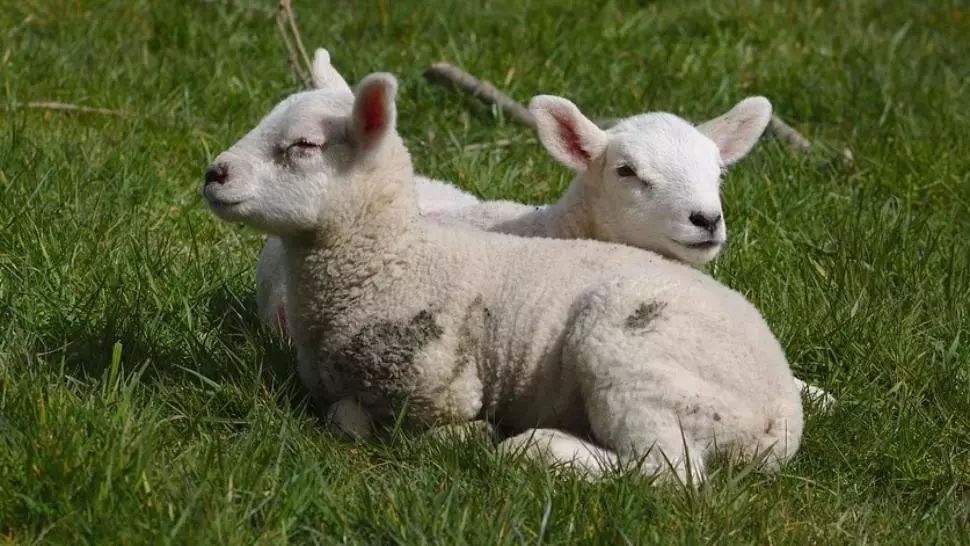 Cum se deosebeşte carnea de miel de cea de câine - Anunțul făcut de ANSVSA