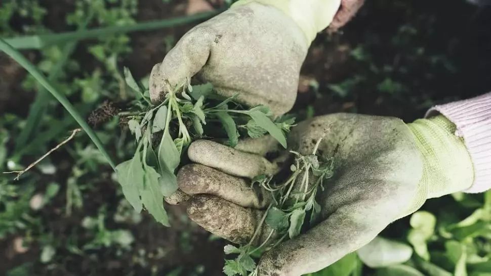 Mărturii ale românilor plecați la cules de sparanghel în Germania (VIDEO)