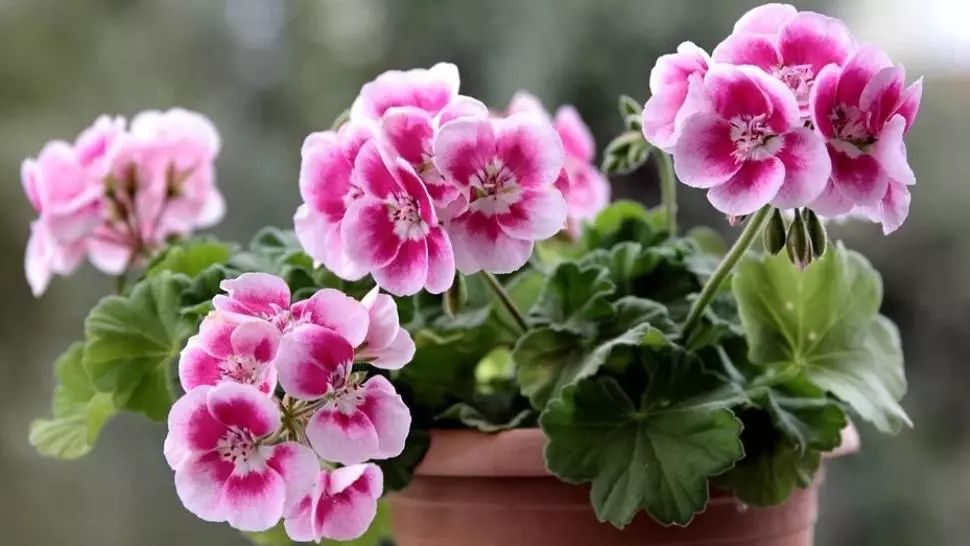 Vrei să ai MUŞCATE de invidiat în balcon? Urmează aceste sfaturi simple, ieftine și de efect, pentru o înflorire rapidă