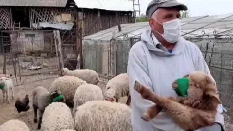 VIDEO Miorița în pandemie. Un cioban le-a pus măști oilor 