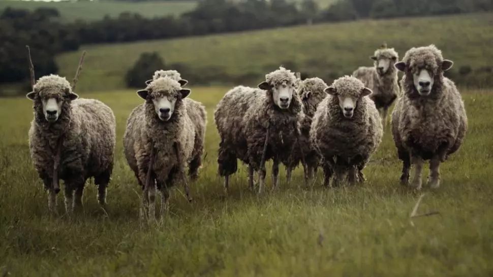 Masacru la o stână din Bistrița: Zeci de oi, ucise de o ursoaică