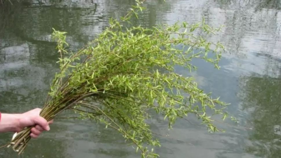 Florii. Tradiții și obiceiuri de Florii. La ce se folosesc, de fapt, ramurile de salcie
