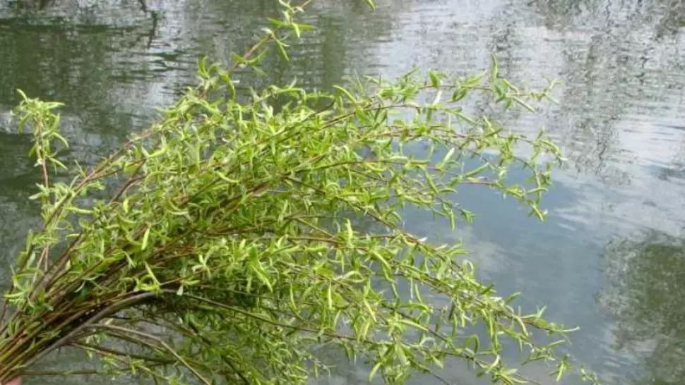 Tradiții și obiceiuri de Sâmbăta Floriilor. Ce nu ai voie să faci. Ce trebuie să știe toate femeile despre această zi 