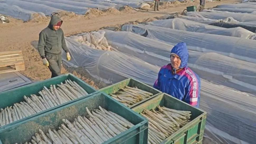 Tăriceanu vrea ANCHETĂ în cazul românilor plecaţi la cules de sparanghel