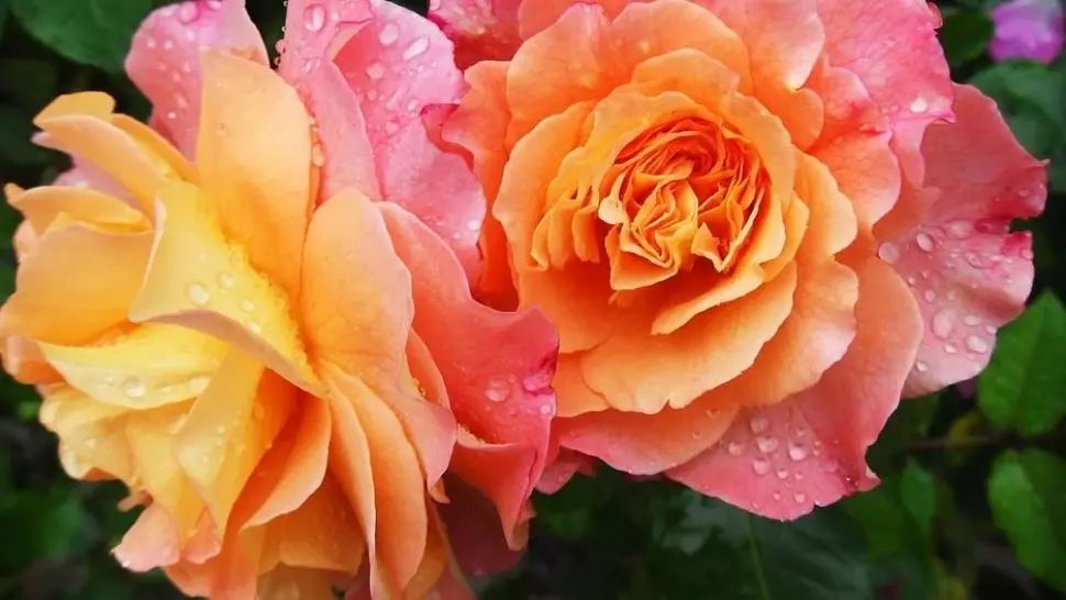 Schimbare radicală a vremii, în următoarele două săptămâni. Temperaturile scad, încep ploile: avertismentul meteorologilor