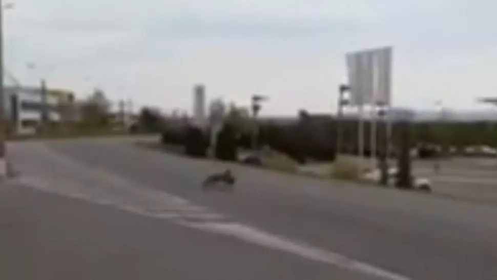 VIDEO Vulpe surprinsă la furat pe străzile pustii din Baia Mare