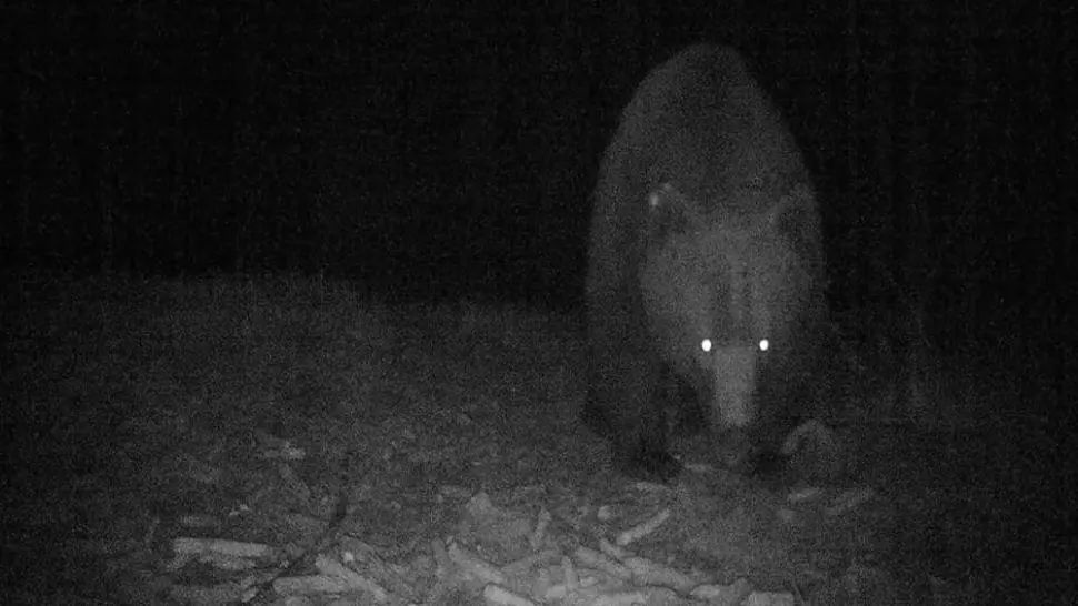 Urs, observat luni noapte într-o localitate harghiteană. Localnicii, avertizați prin RO-ALERT