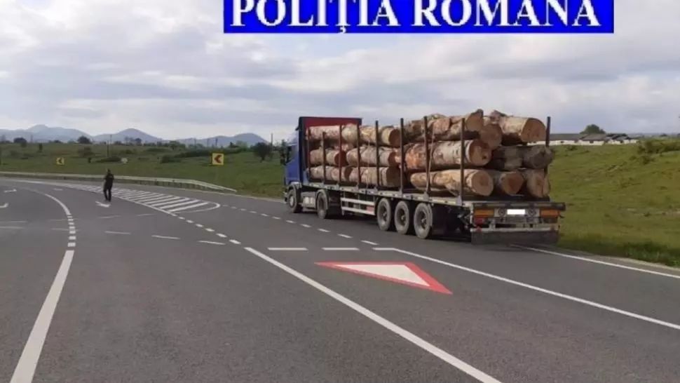 Mai multe transporturi ilegale de lemn depistate de polițiștii deveni în urma unor filtre rutiere și verificării unor firme