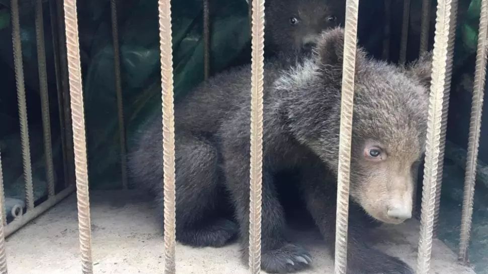 Ursuleți abandonați de mamă, găsiți de APM Covasna într-un copac din Zăbala