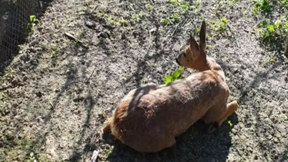 O căprioară rătăcită într-un cartier din Satu Mare a fost salvată de jandarmii sătmăreni