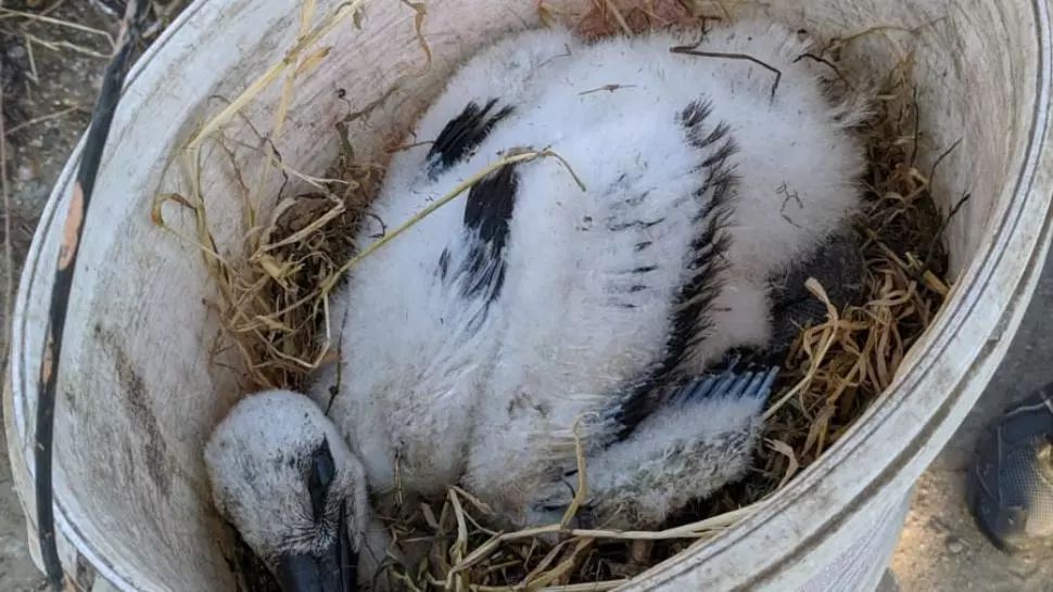 Pui de barză, salvat de pompierii doljeni