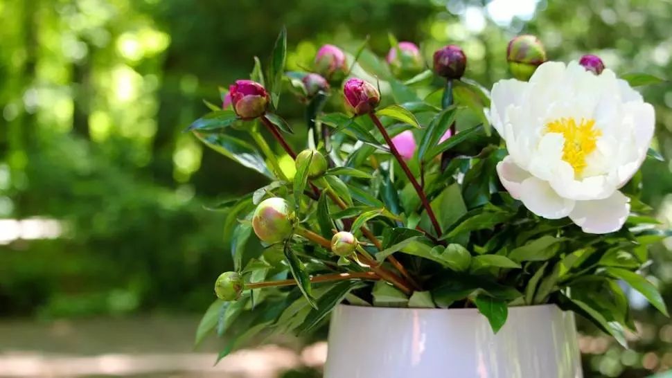 Trucul simplu care ajută bobocii de BUJOR să se deschidă