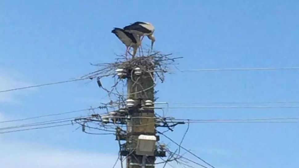 Olt: Garda de Mediu, sesizată după ce berze protejate prin lege au fost împiedicate să-şi facă cuib