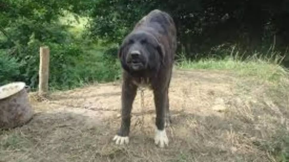 Tragedie în județul Vaslui, un copil de doi ani a fost mușcat de câine