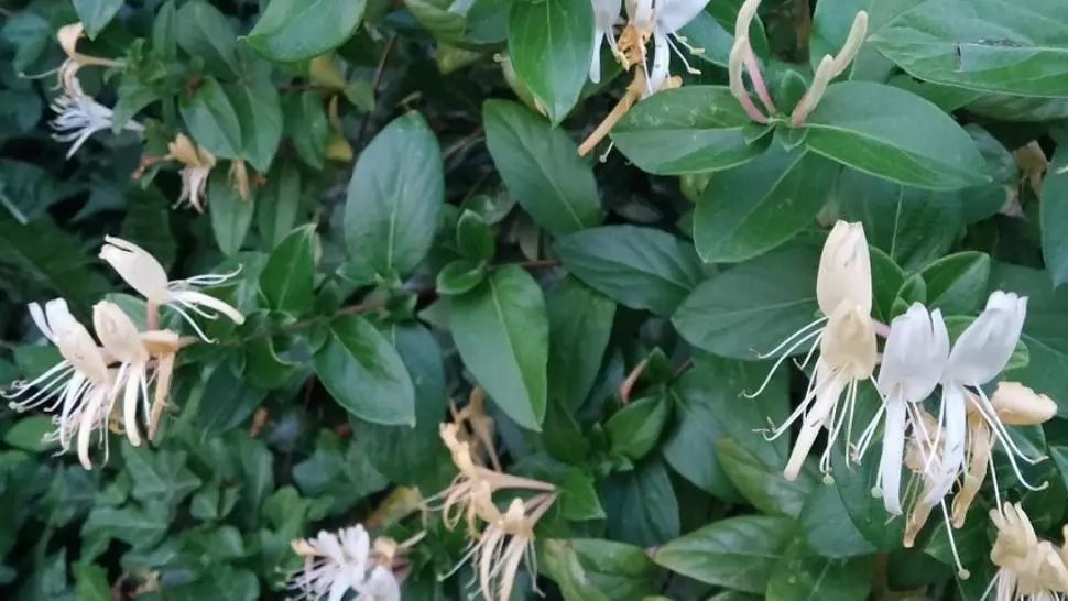 Beneficiile necunoscute ale Mâinii Maicii Domnului. Tratează o mulţime de afecţiuni