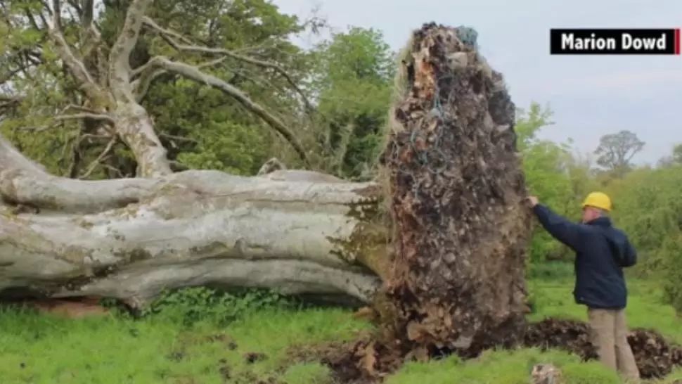 O vijelie puternică le-a smuls copacul din rădăcină! Când au văzut ce era îngropat acolo, au îngheţat!