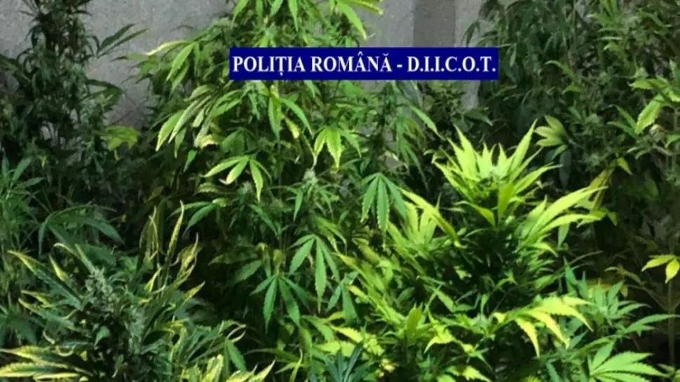 Cultură de cannabis într-un apartament din Satu Mare. Printre clienți, un polițist de frontieră