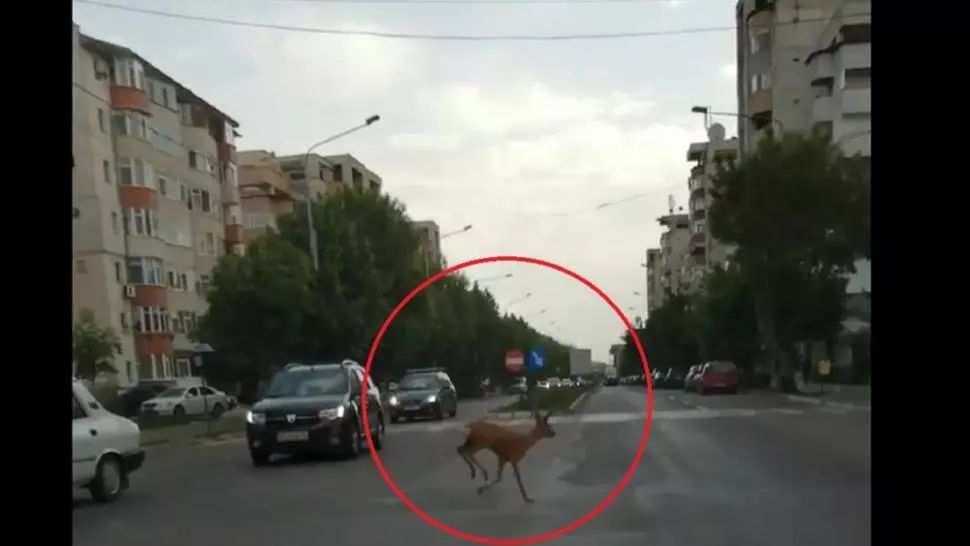 VIDEO / SURPRIZA din trafic: o căprioară a ajuns pe străzile din Bârlad 