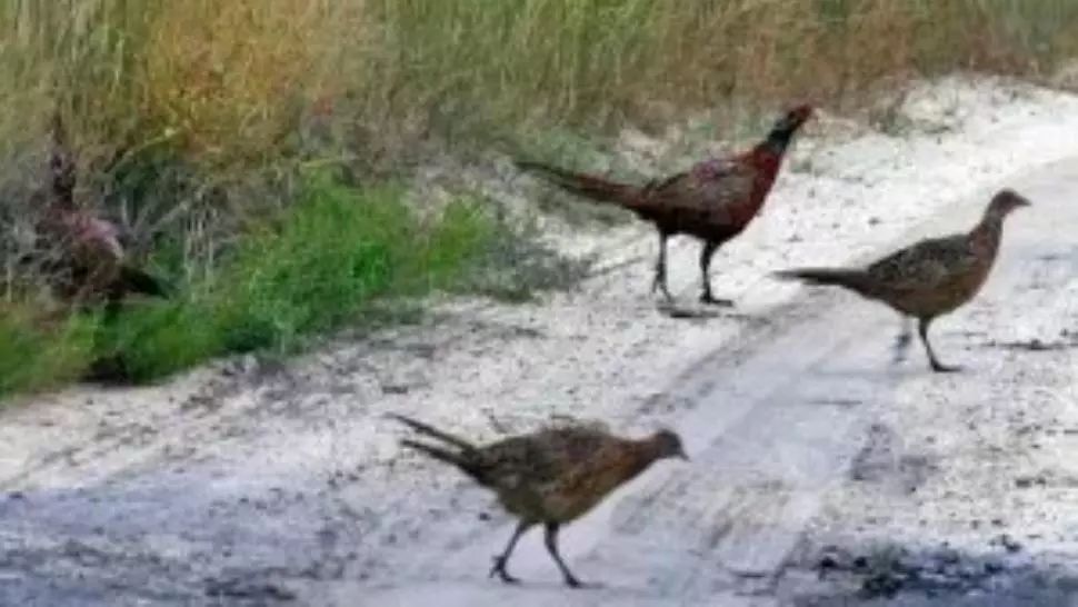 FOTO Accident rutier pe DN6! O șoferiță și-a distrus mașina într-un șanț din cauza unui fazan doljean