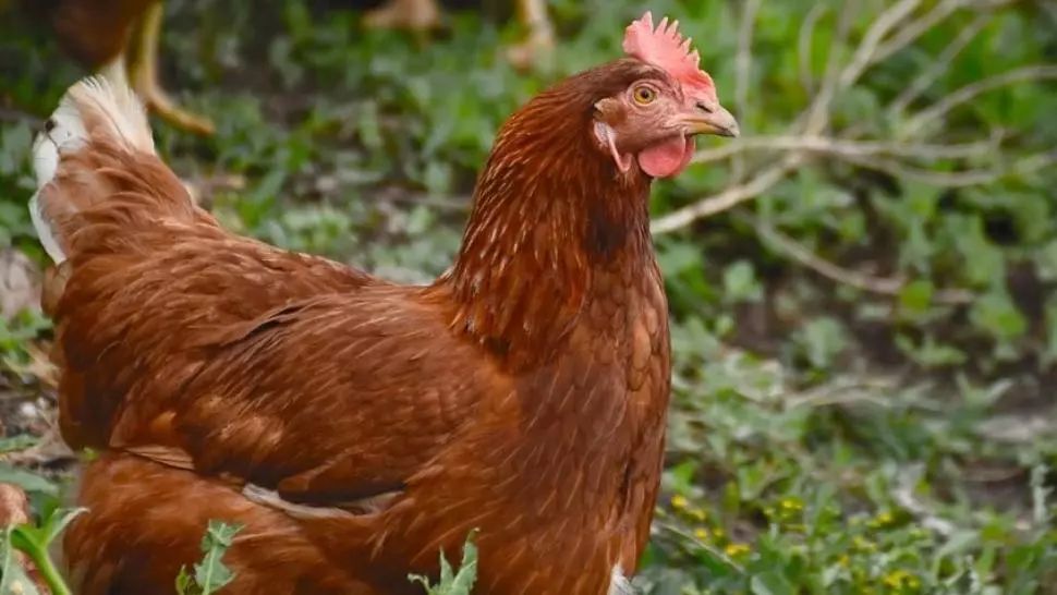 A tăiat găina, dar ce a găsit înăuntru i-a adus o avere, peste noapte! Comoara fabuloasă