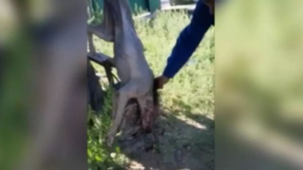 VIDEO Animal misterios la o stână din Galați, vânătorii și biologii caută explicații