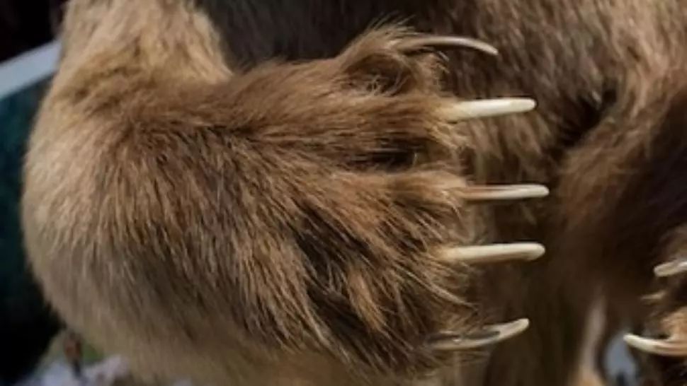 Un bărbat a fost UCIS de urs în timp ce-și bea cafeaua, în fața casei! Animalul sălbatic a fost împușcat de un vecin