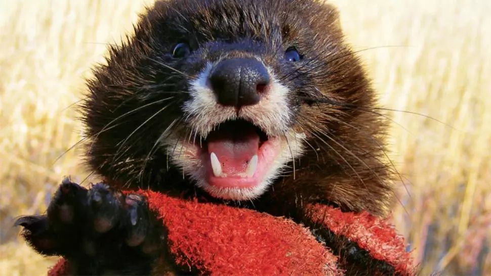 Ipoteză surprinzătoare în Olanda, NURCA ar putea transmite COVID la om