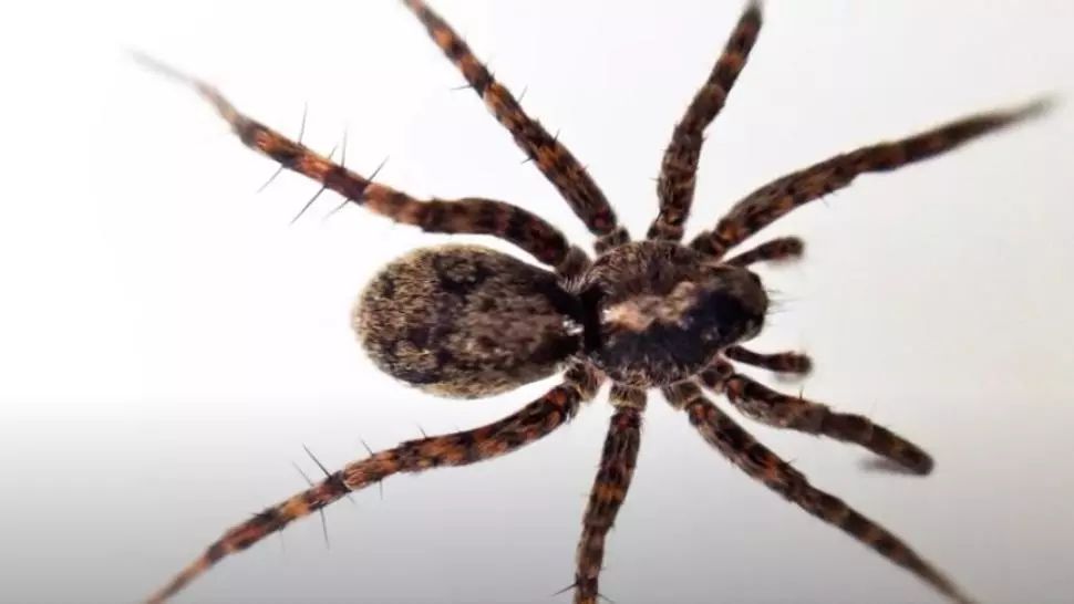 VIDEO Gusturile păianjenilor din Arctica s-au schimbat! Au devenit canibali din cauza încălzirii globale