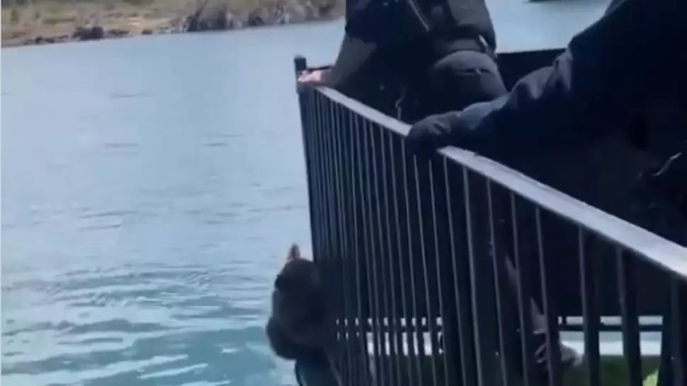 VIDEO Scena emoționată, un ursuleț a fost salvat de la înec de pompieri. Cum a reacționat ursoaica