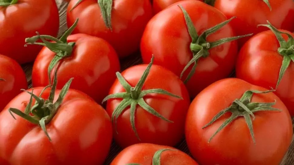 VIDEO Soluție INEDITĂ a unui fermier din Cluj: Roșiile cresc pe muzică clasică