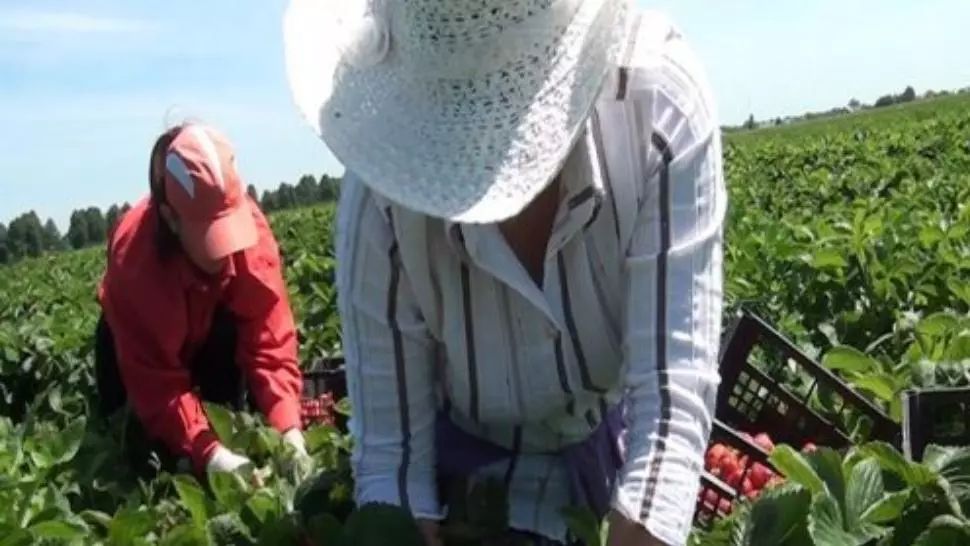 Condițiile de MUNCĂ ale sezonierilor, pe masa Parlamentului European: „Lucrătorii din România, o forță de muncă VITALĂ”