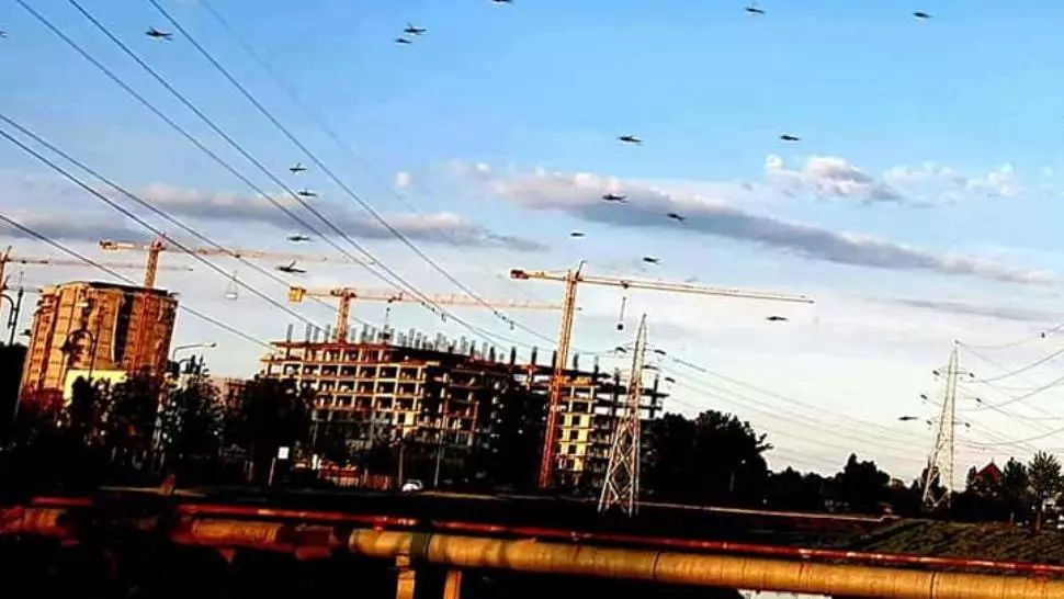 Imagini stranii la Iași, un renumit profesor cercetează cazul ȚÂNȚARILOR MUTANȚI - galeie FOTO