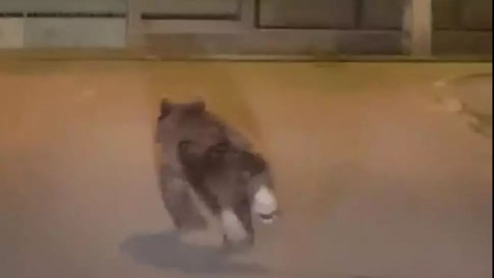 Puiul de urs care se plimbă de două zile pe străzile din Câmpia Turzii nu a fost prins