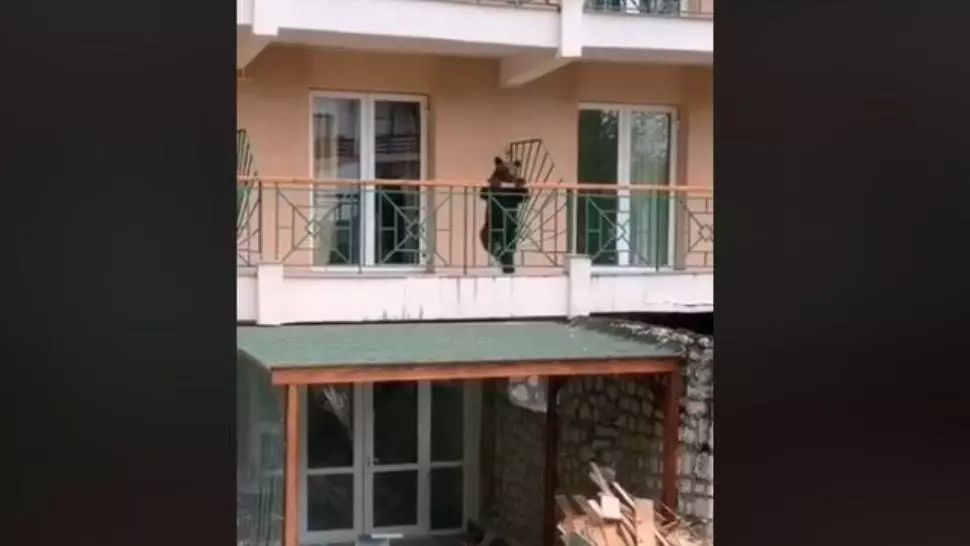 VIDEO Un ursuleț curios, în vizită la un hotel din Predeal