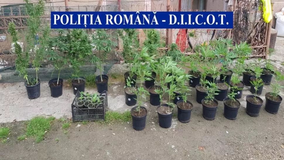 Tânăr reținut pentru trafic de droguri de mare risc. Acesta înființase o cultură de cannabis
