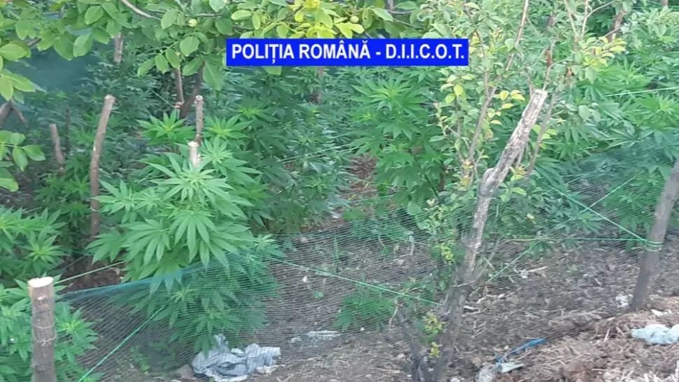 Cultură de cannabis outdoor, descoperită de polițiști în Mehedinți
