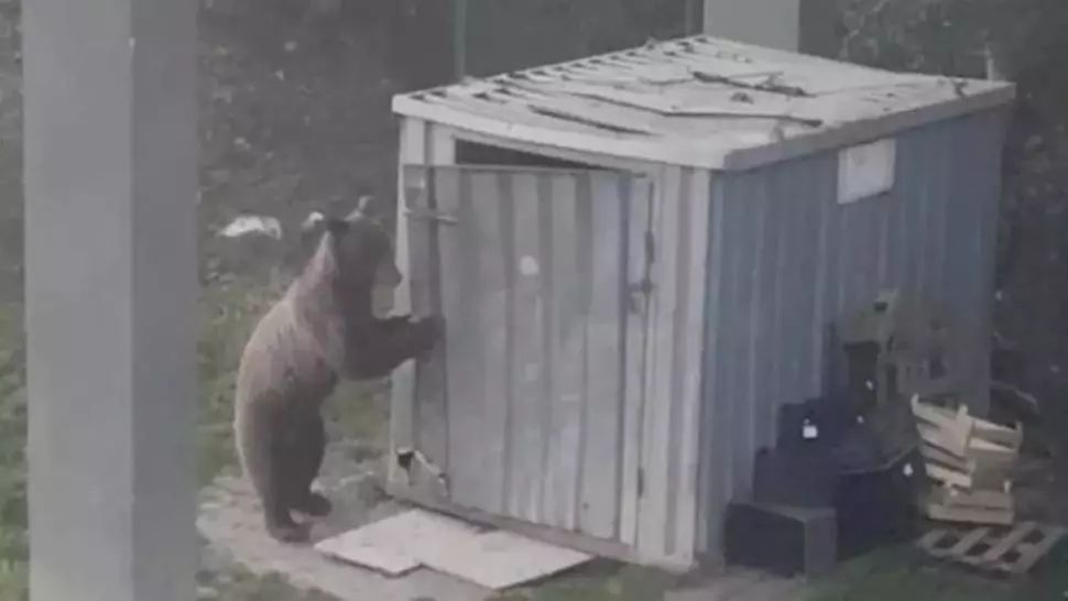 Cinci apeluri pentru îndepărtarea urșilor în ultimele 24 de ore, în județul Harghita