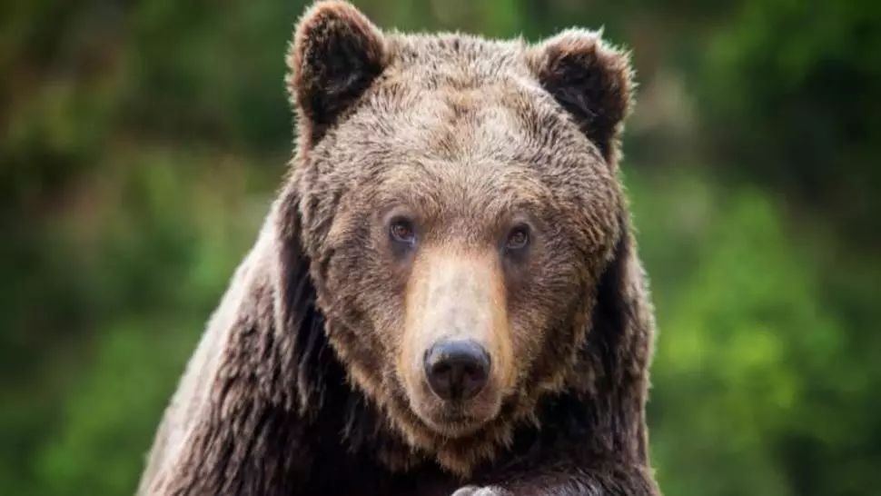 Urs alungat de jandarmii harghiteni de pe o stradă din Băile Tuşnad