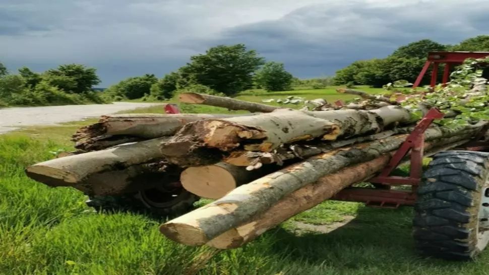 Pădurar din Sălaj atacat cu toporul și amenințat cu moartea de hoții de lemne