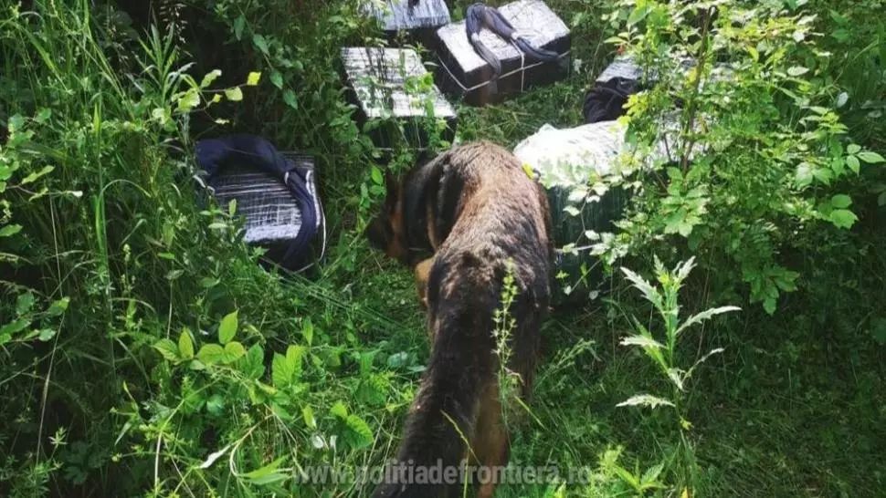  Mai multe colete cu țigări abandonate în județul Satu Mare de contrabandiști ucraineni