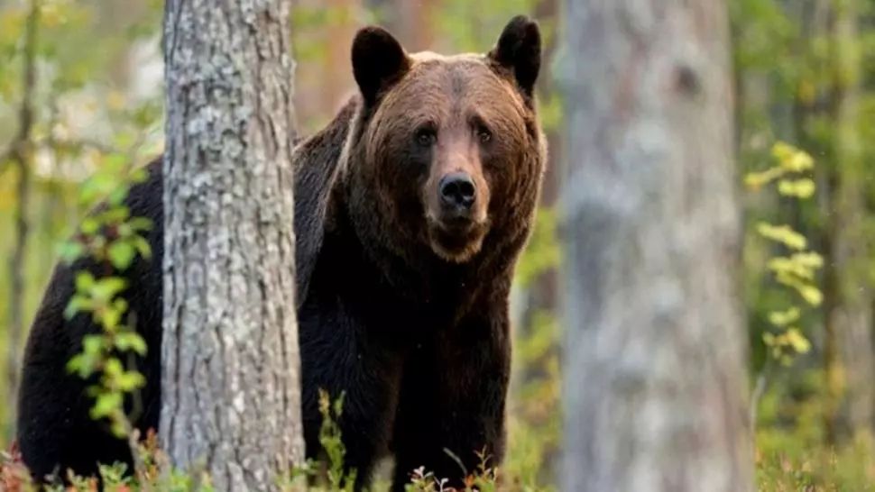 De două ori în aceeași zi: urs văzut în gara CFR din Tușnad-Băi. Noaptea trecută, ursul a "vizitat" și gospodăria unui localnic