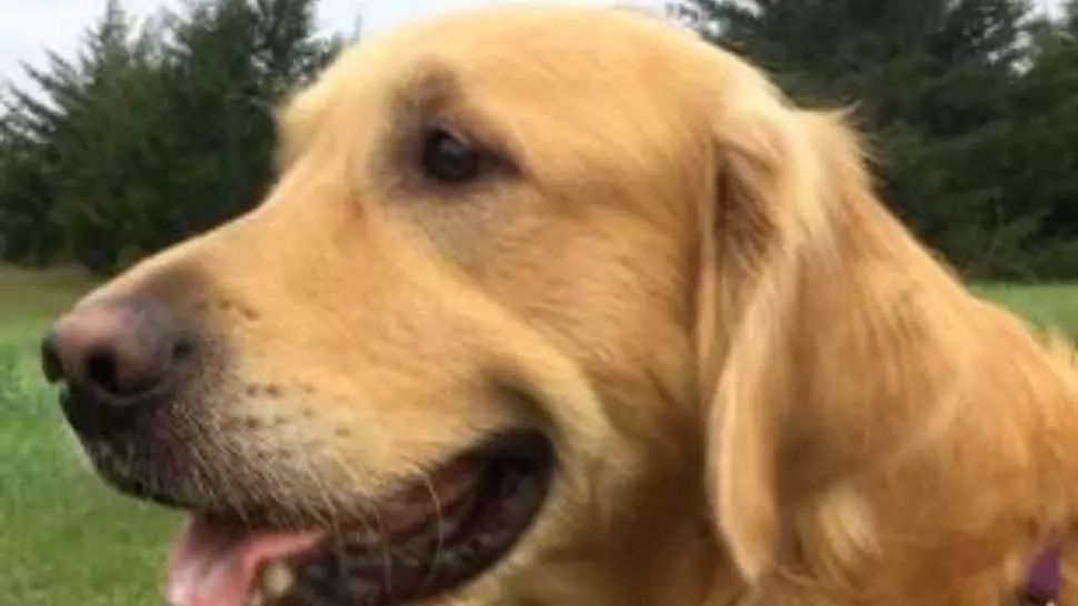 VIDEO Zeus, cățelul care respectă distanțarea socială în pandemia de coronavirus